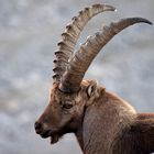 Der Steinbock - König der Alpen 3