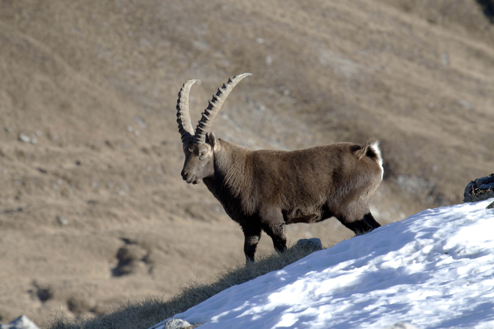 Der Steinbock König der Alpen