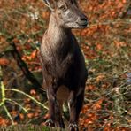 Der Steinbock Posten (+Tierinfo)