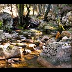 DER STEINERNE WALD