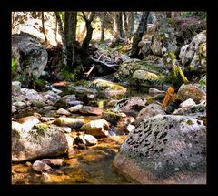 DER STEINERNE WALD