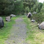 Der Steingarten im Wald Westerberg bei Lamstedt