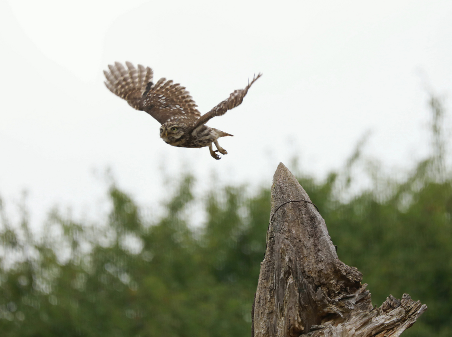 Der Steini im Flug 