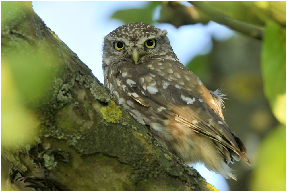 Der Steinkauz (Athene noctua) ....