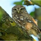 Der Steinkauz (Athene noctua) ....