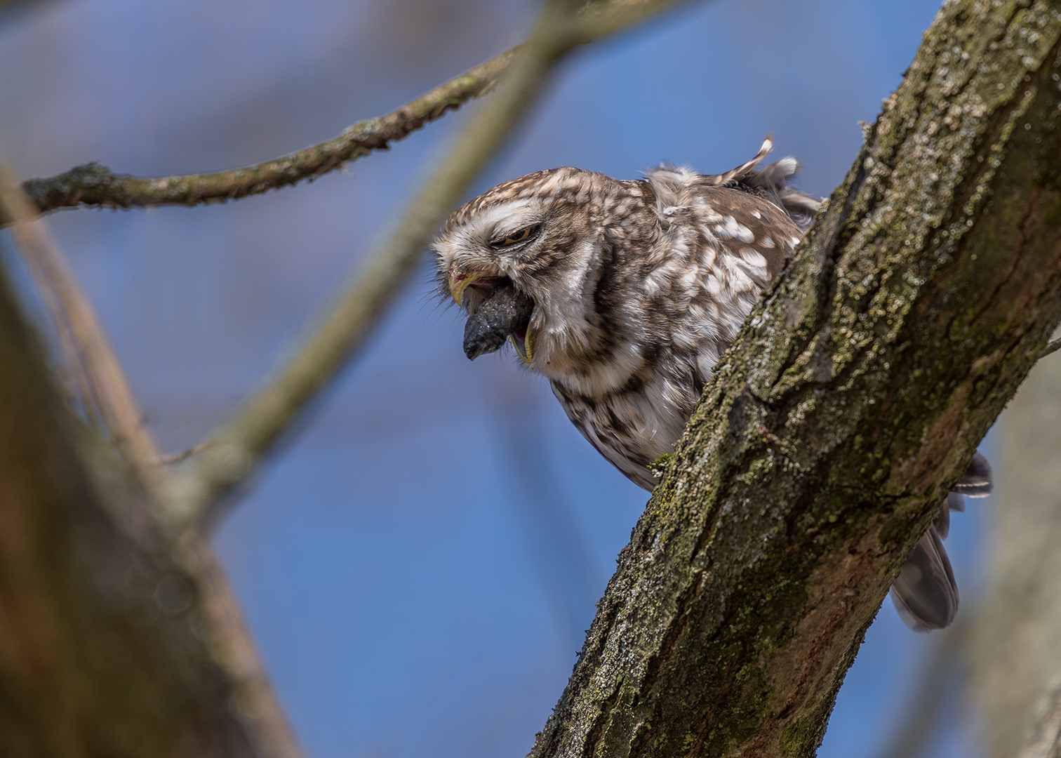 Der Steinkauz (Athene noctua)