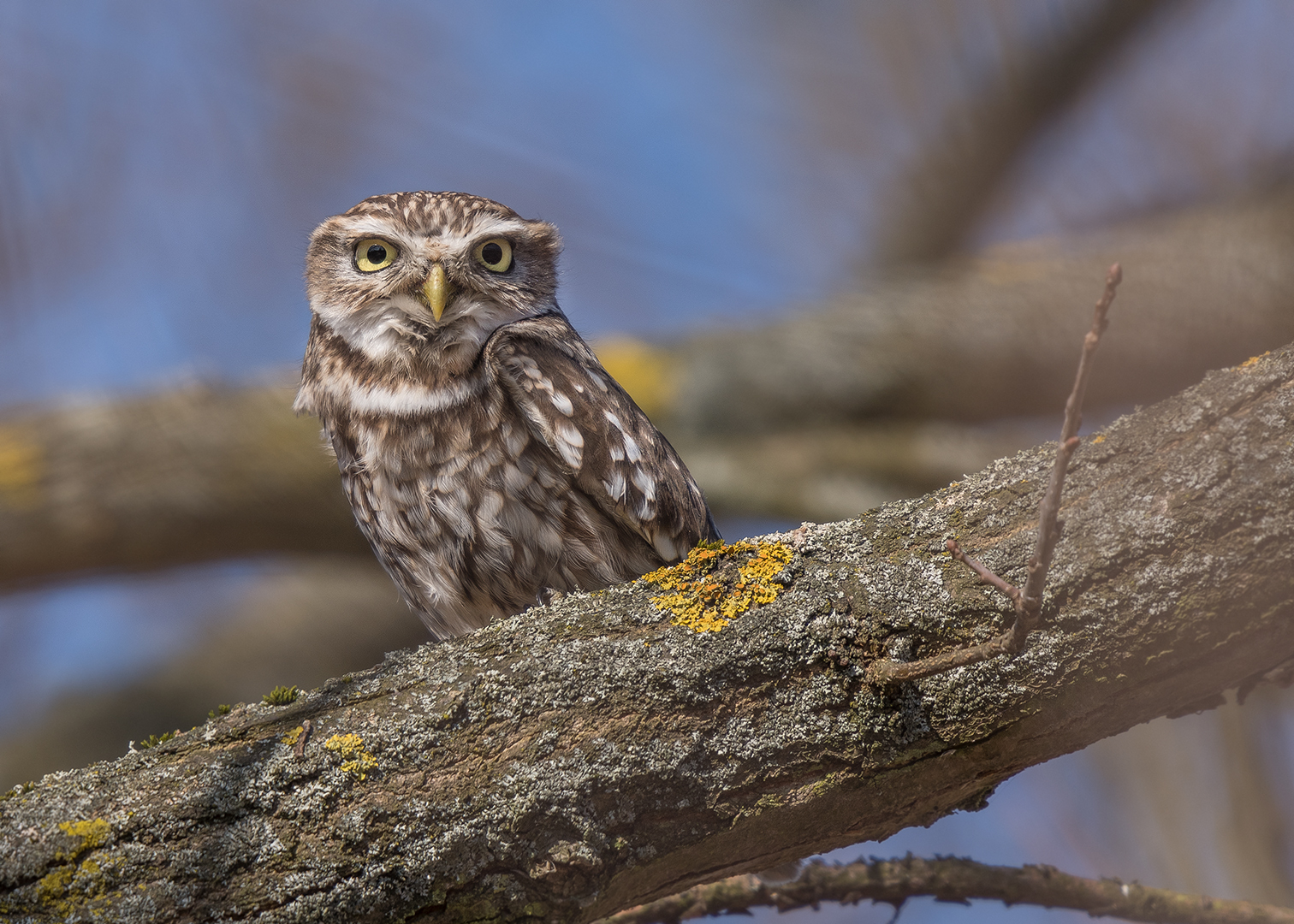 Der Steinkauz (Athene noctua)