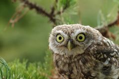 Der Steinkauz (Athene noctua)