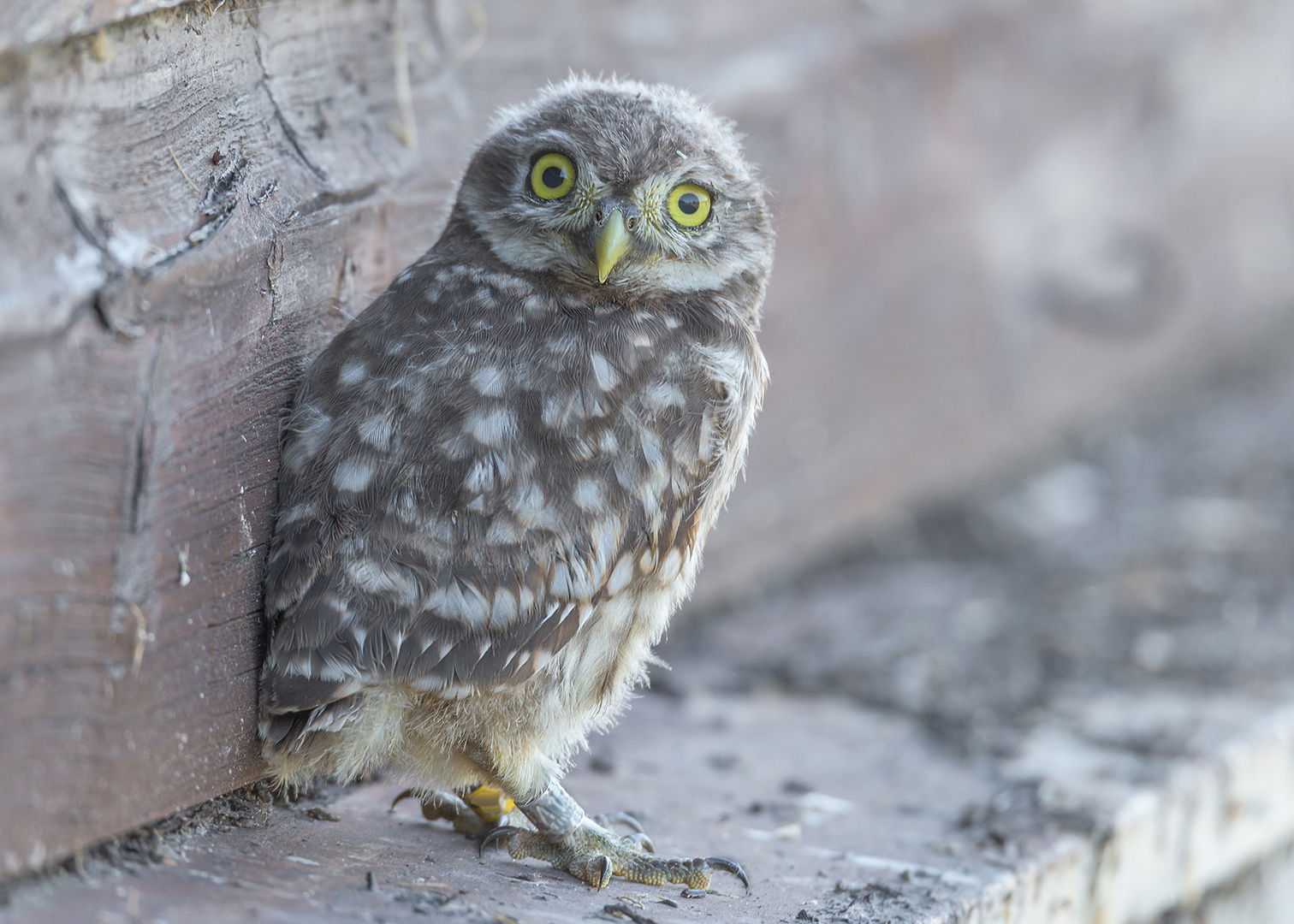 Der Steinkauz (Athene noctua)