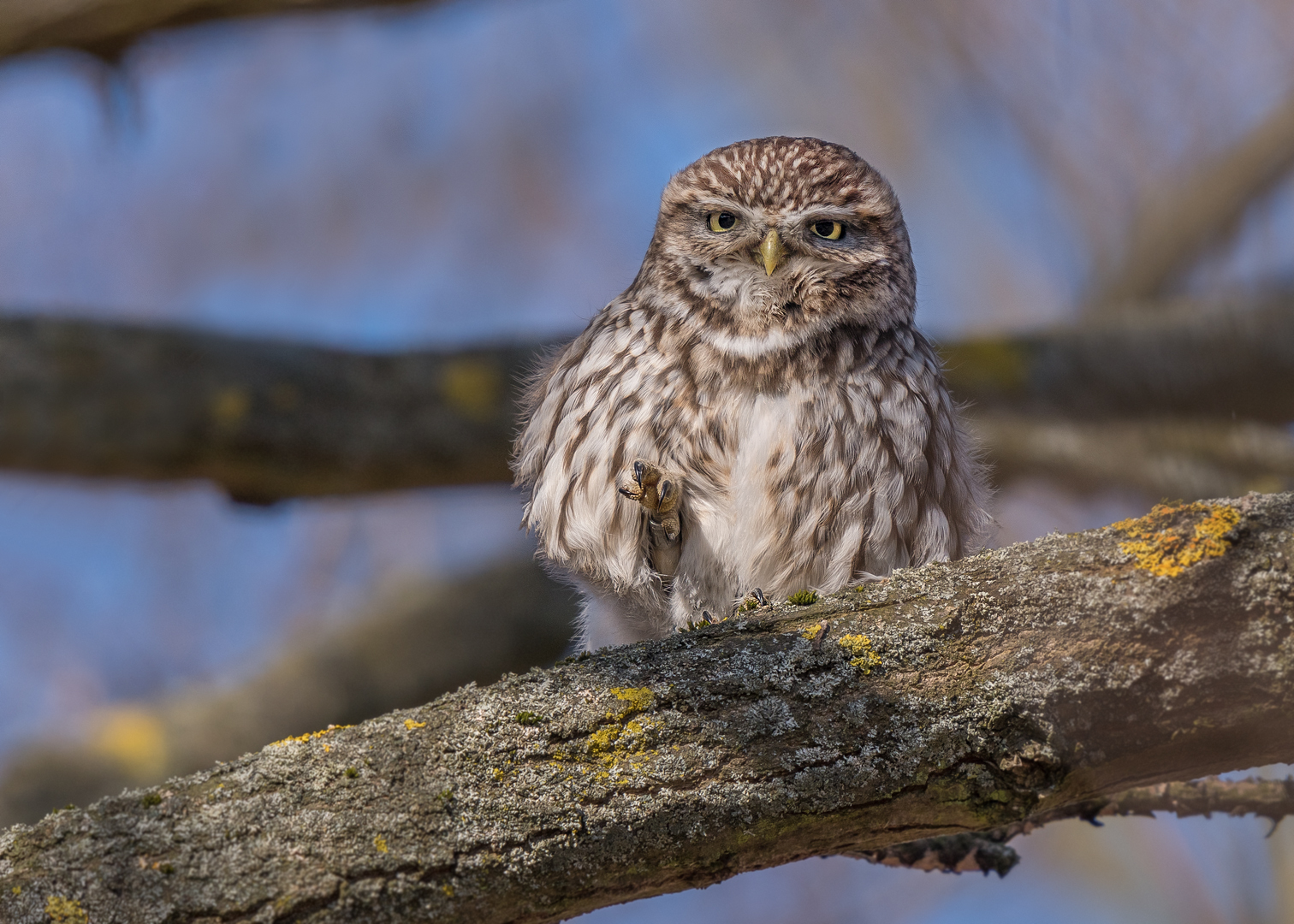 Der Steinkauz (Athene noctua)