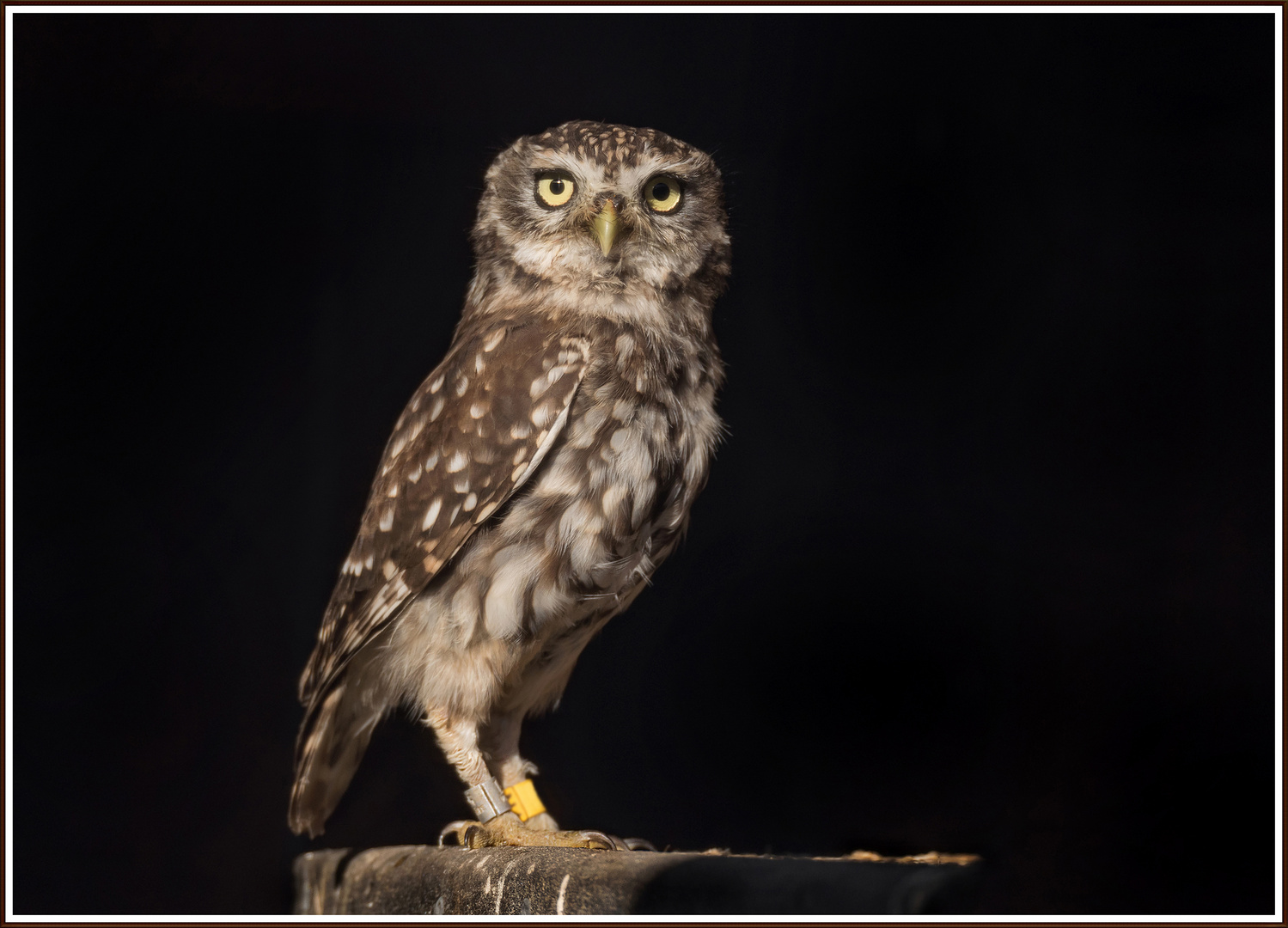 Der Steinkauz (Athene noctua)