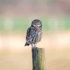 Der Steinkauz (Athene noctua)