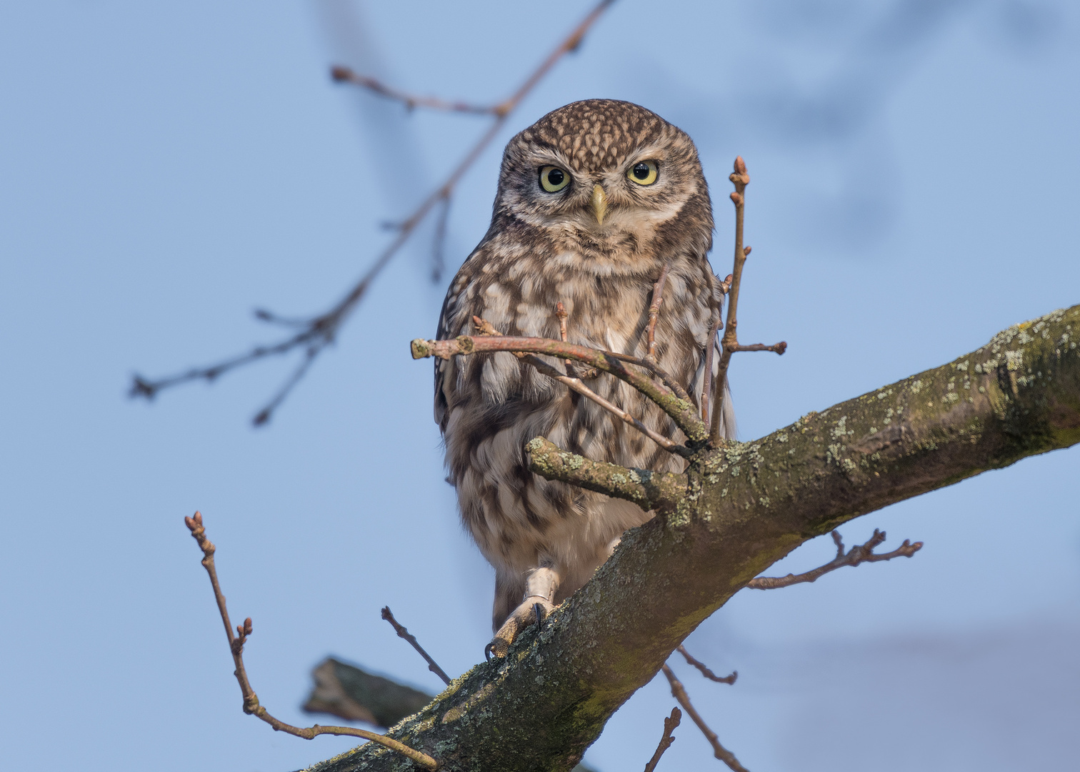 Der Steinkauz (Athene noctua)