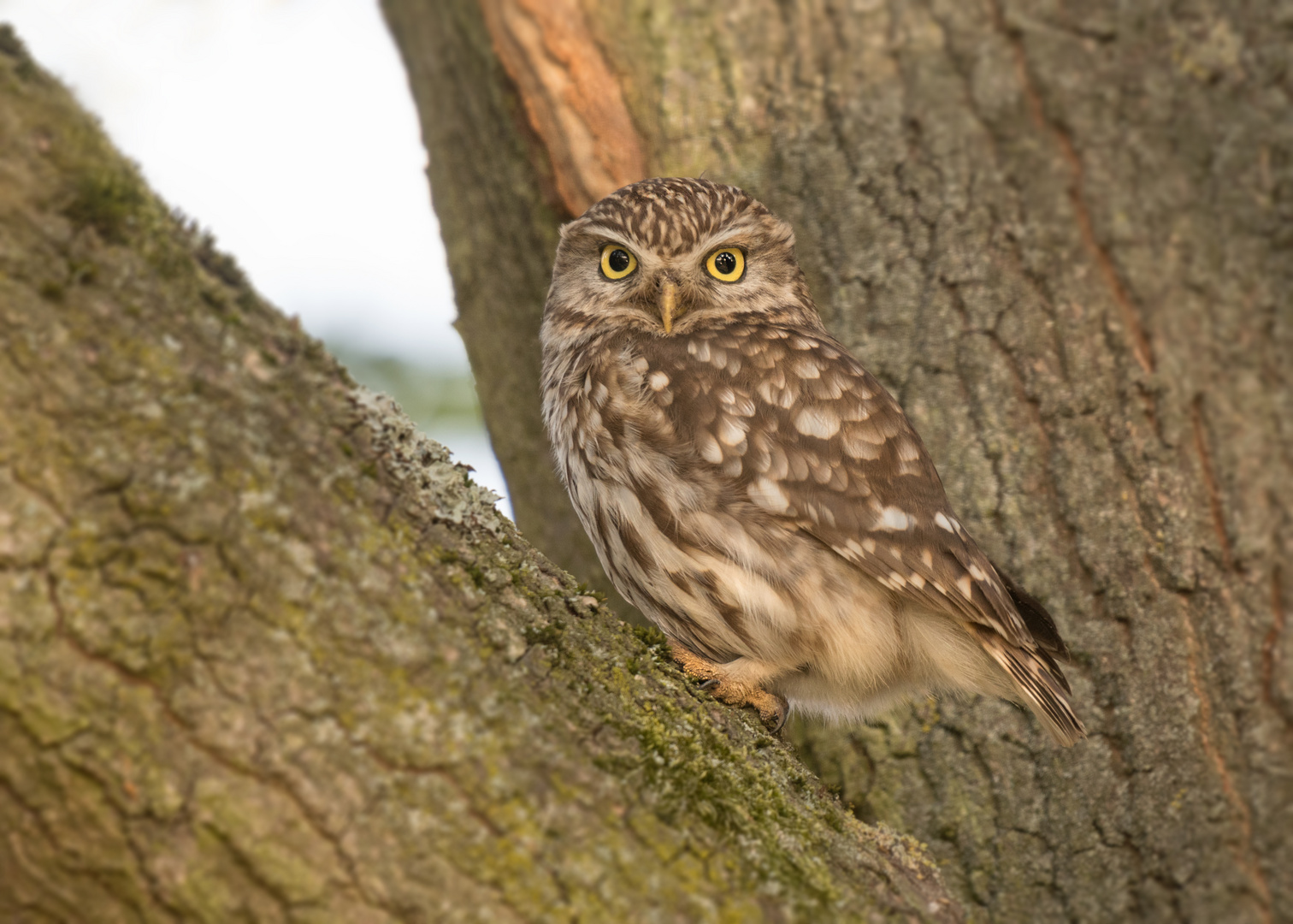 Der Steinkauz (Athene noctua)