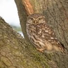 Der Steinkauz (Athene noctua)