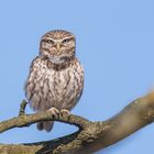 Der Steinkauz (Athene noctua)