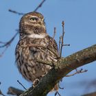 Der Steinkauz (Athene noctua)