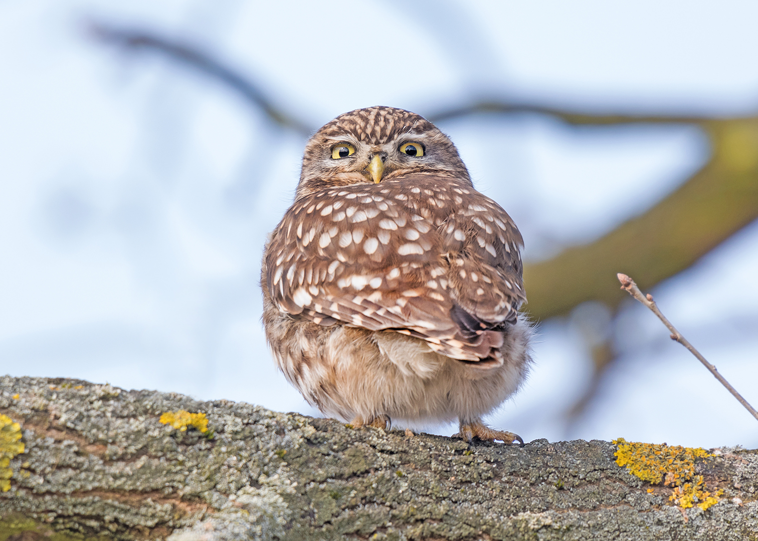 Der Steinkauz (Athene noctua)