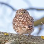 Der Steinkauz (Athene noctua)