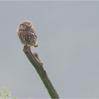 Der Steinkauz (Athene noctua)