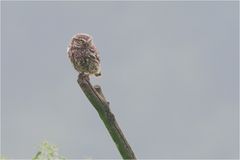 Der Steinkauz (Athene noctua)