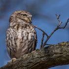 Der Steinkauz (Athene noctua)