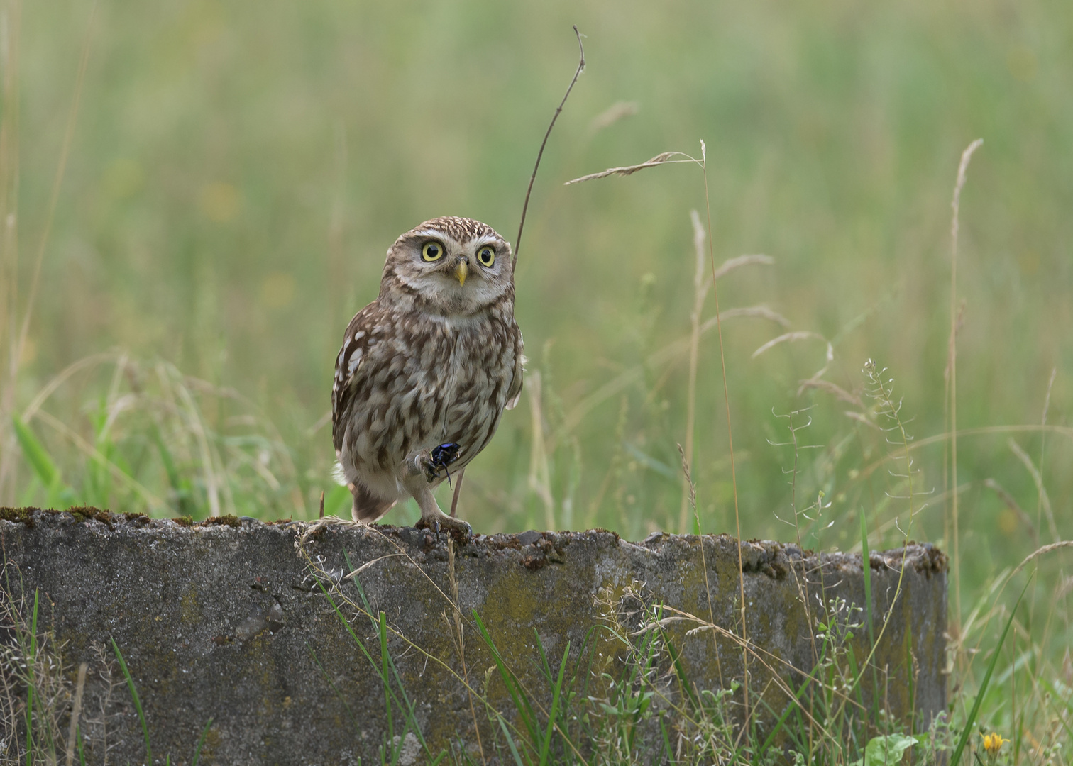 Der Steinkauz (Athene noctua)