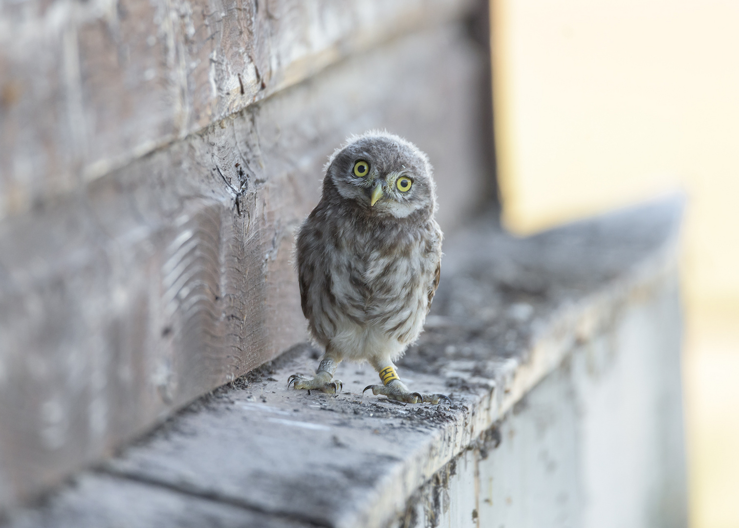 Der Steinkauz (Athene noctua) - Jungvogel