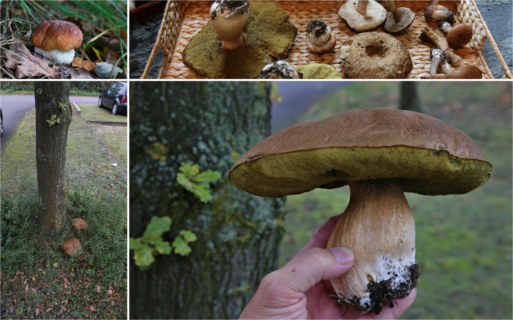 der Steinpilz (Boletus edulis)