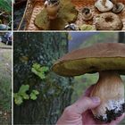 der Steinpilz (Boletus edulis)