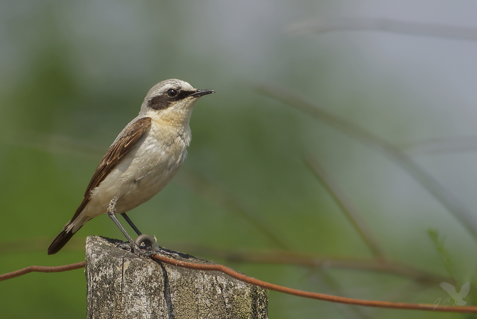 Der Steinschmätzer (Oenanthe oenanthe) ...