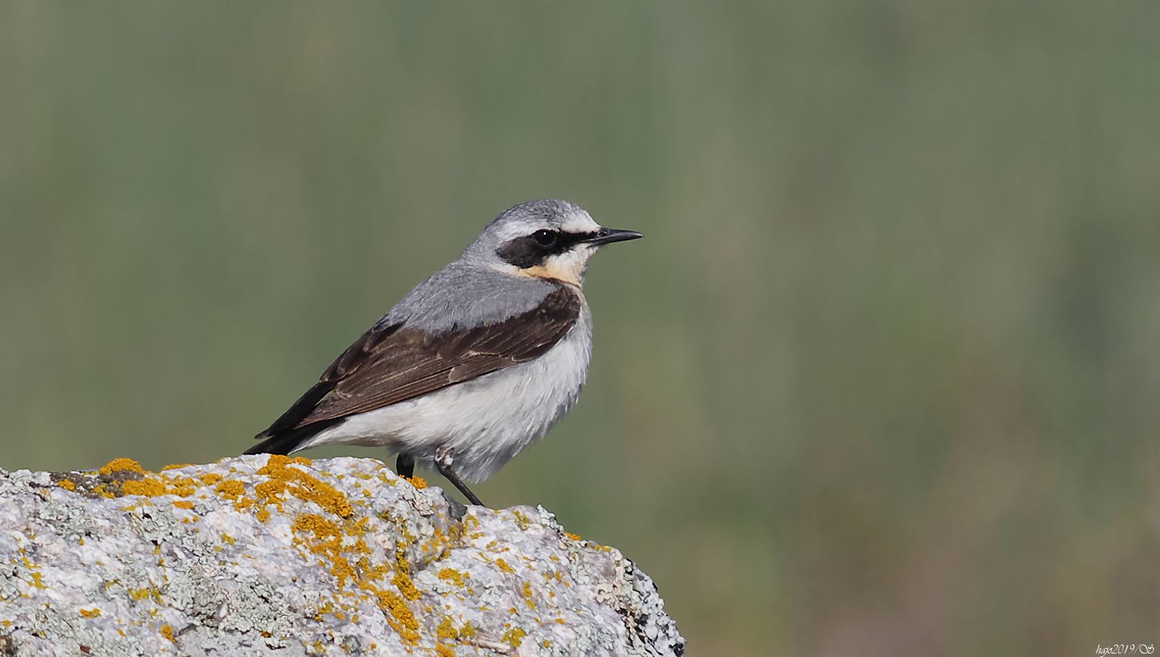 Der Steinschmätzer  (Oenanthe oenanthe) kommt natürlich nicht nur auf Öland vor...