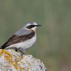 Der Steinschmätzer  (Oenanthe oenanthe) kommt natürlich nicht nur auf Öland vor...