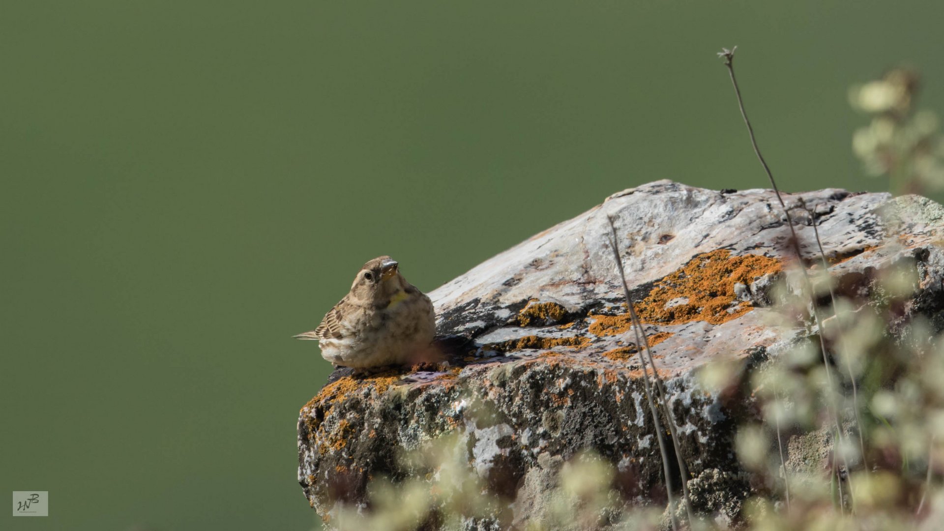 Der Steinsperling (Petronia petronia) 