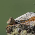 Der Steinsperling (Petronia petronia) 