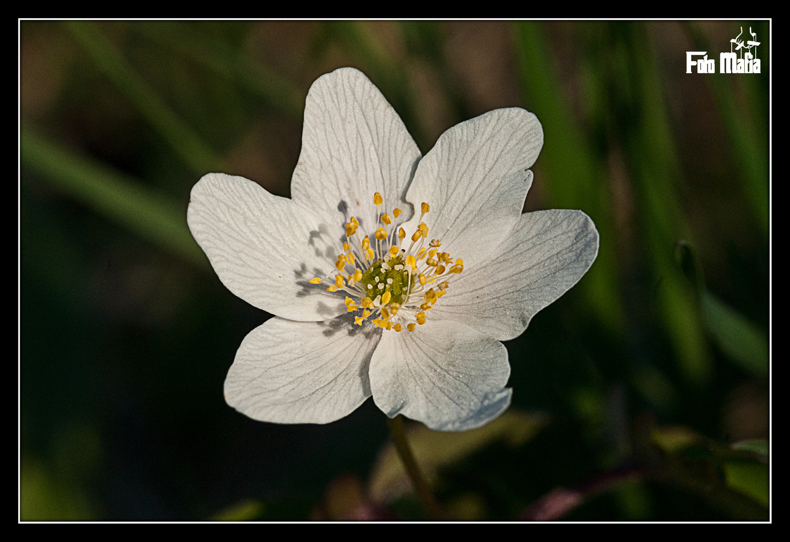 Der Stempel