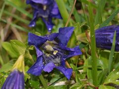 Der Stengellose Enzian (Gentiana acaulis) - links einer der Stengel (-: .