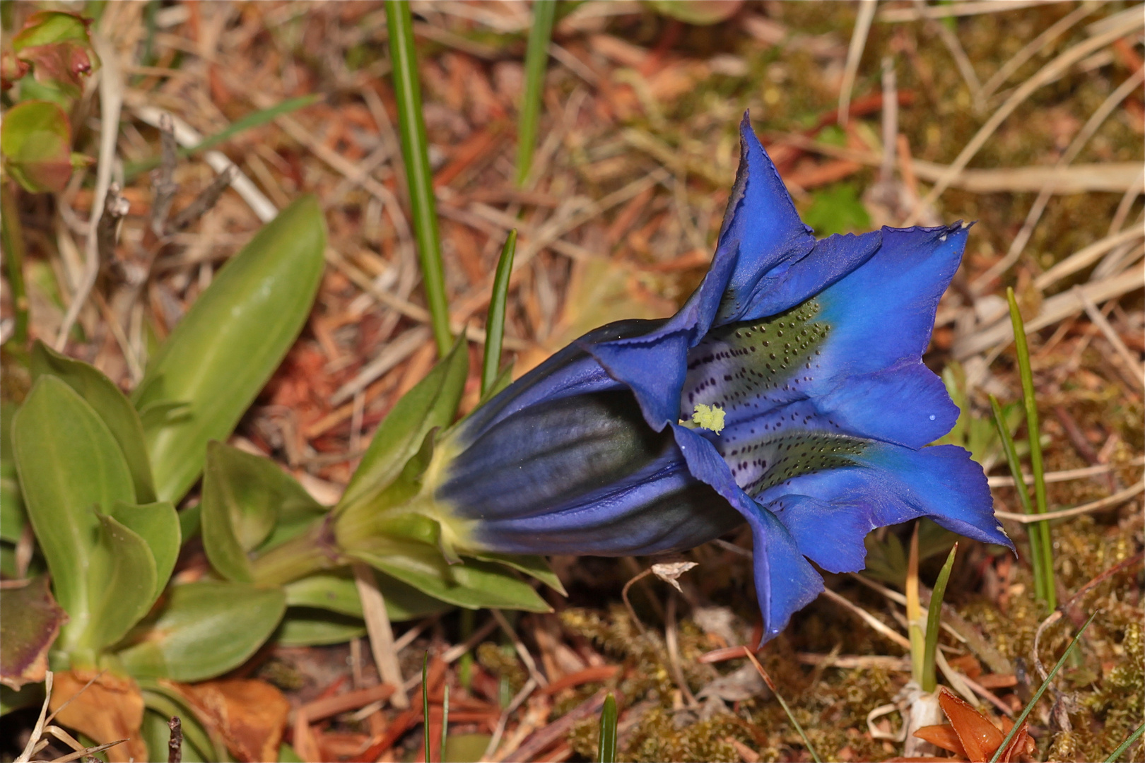 Der Stengellose oder Koch'sche Enzian - Gentiana acaulis