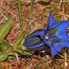 Der Stengellose oder Koch'sche Enzian - Gentiana acaulis