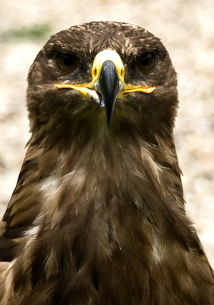 Der Steppenadler