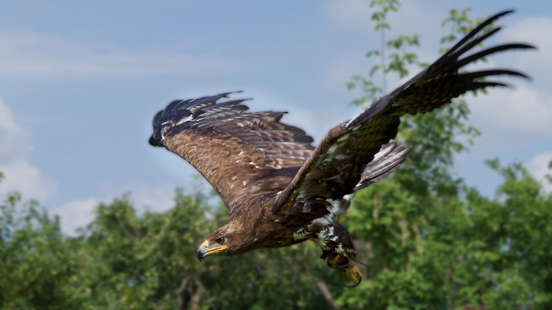 Der Steppenadler...