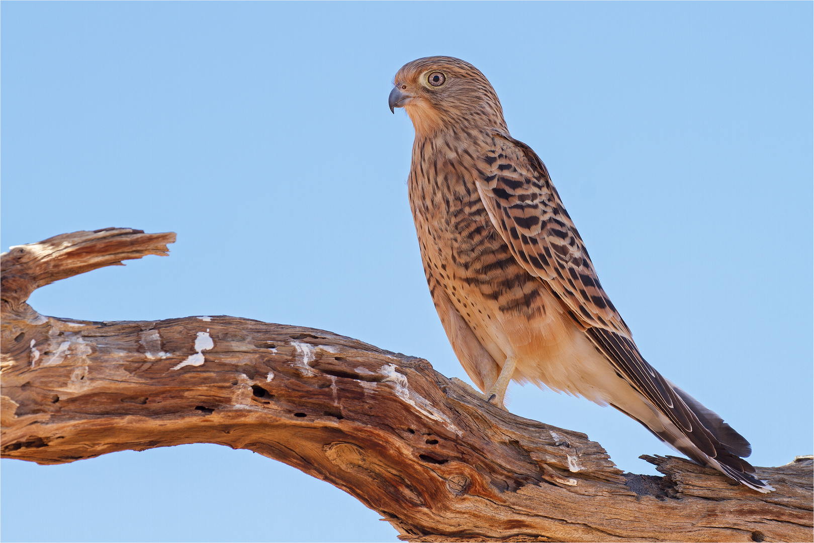 Der Steppenfalke