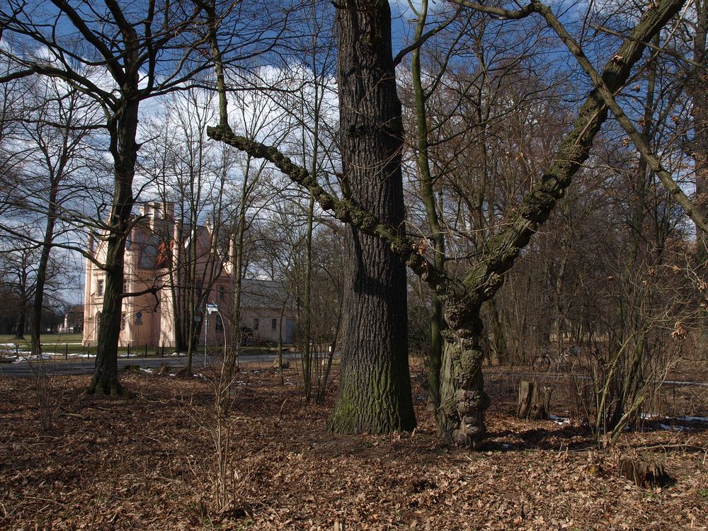 Der sterbende Baum...