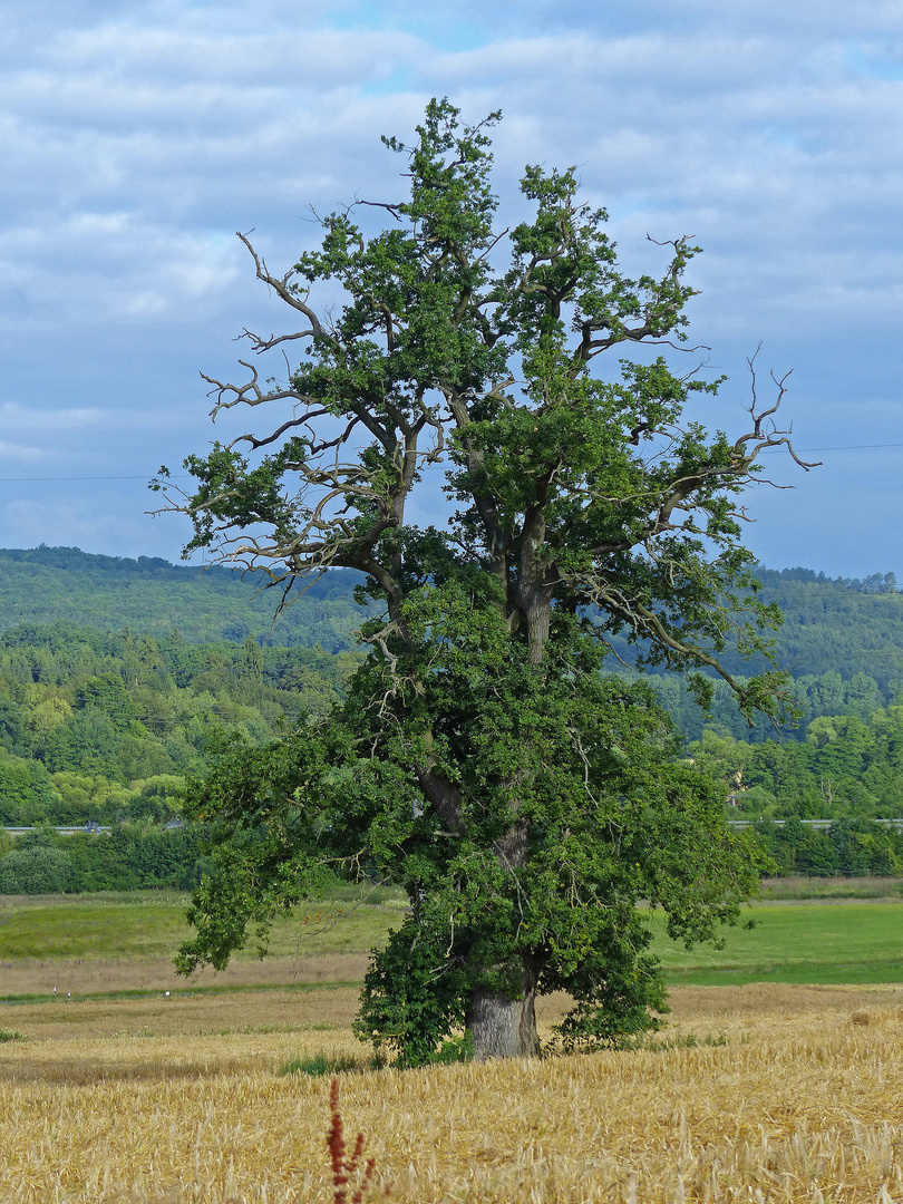 Der sterbende Baum