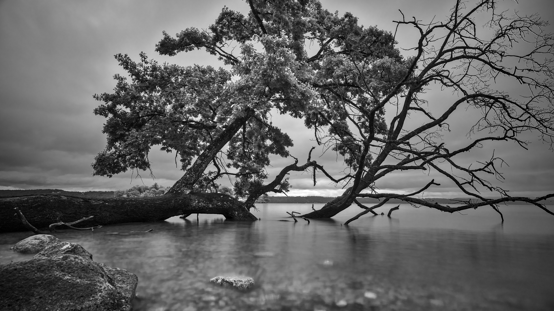 Der sterbende Baum