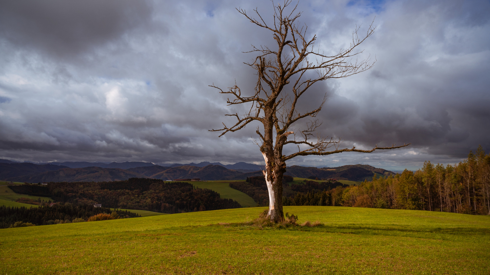 Der sterbende Baum