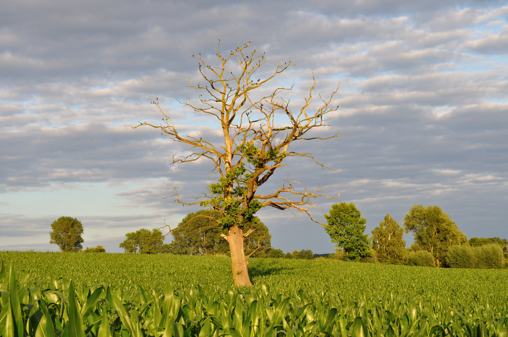 Der sterbende Baum