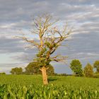 Der sterbende Baum