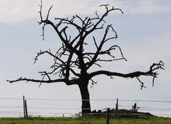 Der sterbende Baum zu Muggard