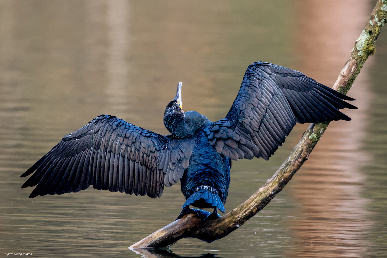 Der sterbende ....Kormoran ;-)